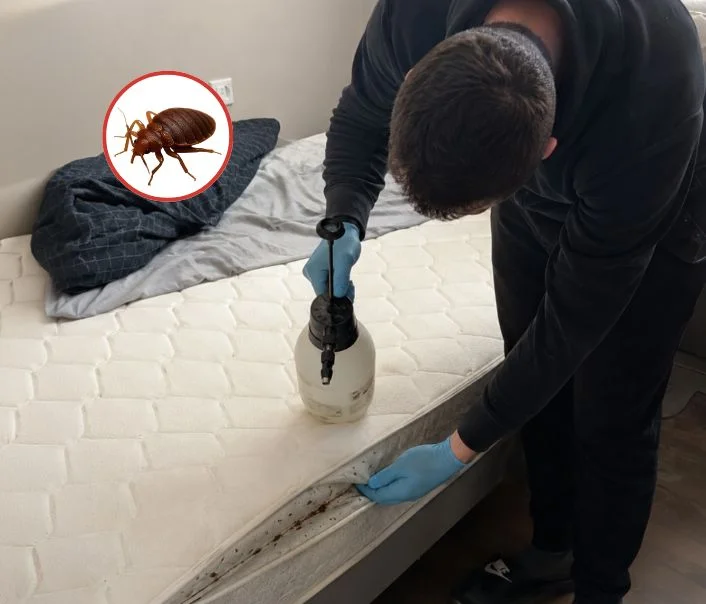 Technicien traitant un matelas contre les punaises de lit à Savigny-le-Temple